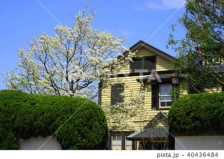 4月　横浜358ｱﾒﾘｶﾊﾅﾐｽﾞｷと外交官の家･山手ｲﾀﾘｱ山庭園 40436484