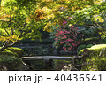 秋の日本庭園 40436541