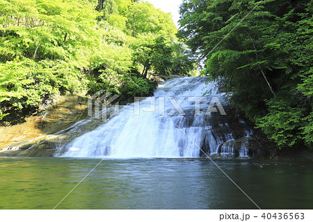 養老渓谷 新緑と豊かな水量の「粟又の滝」 養老渓谷 新緑と豊かな水量の「粟又の滝」 40436563