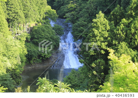 養老渓谷　展望台から見た「粟又の滝」　新緑の季節 40436593