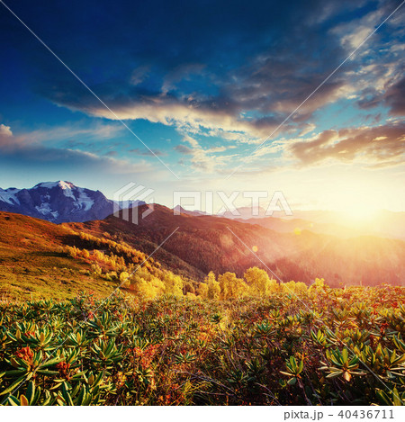 Blooming rhododendron flowers in Caucasus mountains. Upper Svane 40436711