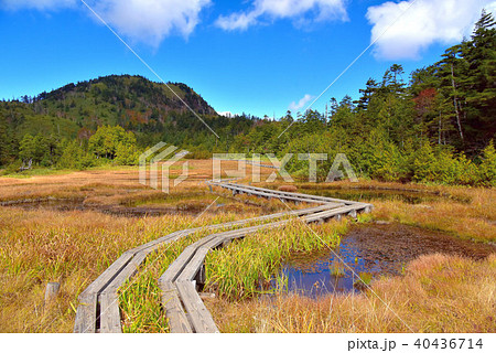 志賀高原　四十八池湿原 40436714