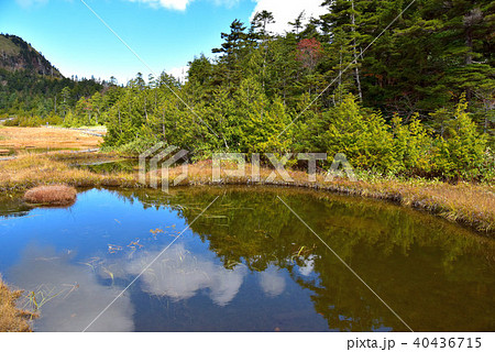 志賀高原　四十八池湿原 40436715