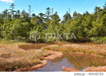 志賀高原　四十八池湿原 40436720