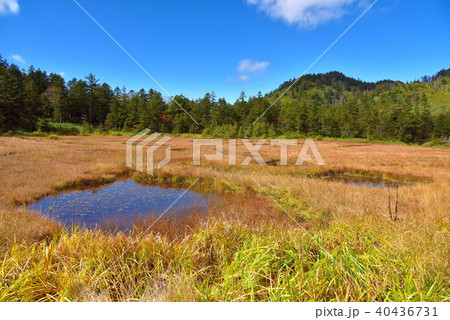 志賀高原　四十八池湿原 40436731