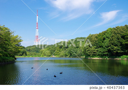 神奈川県立三ツ池公園とテレビ神奈川送信塔（横浜市鶴見区） 40437363