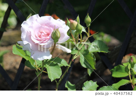 薔薇 キュートな白 薔薇 キュートな白 40437562