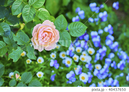 薔薇 40437650