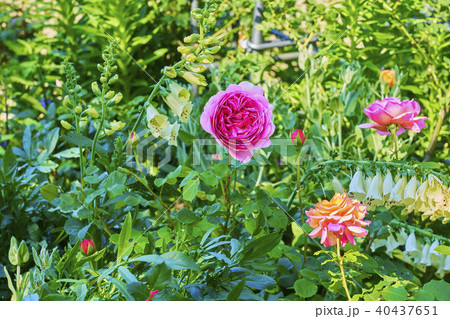 薔薇 薔薇 40437651