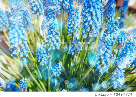 Flower-bed with blue flowers on flowerbed muskari illuminated by 40437774