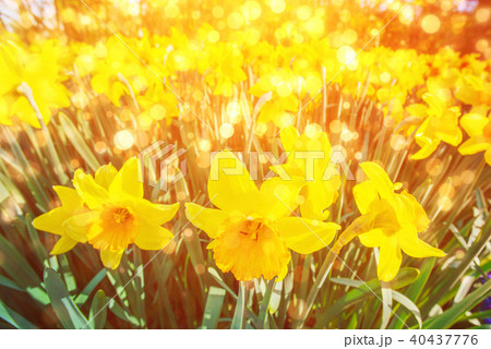 Yellow Daffodils in the gardens of Holland. Bokeh light effect, 40437776
