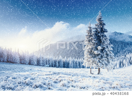 Winter tree in snow. Carpathian, Ukraine, Europe. Bokeh light ef Winter tree in snow. Carpathian, Ukraine, Europe. Bokeh light ef 40438168