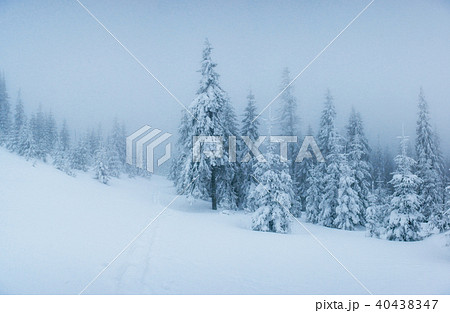 winter landscape trees in frost and fog. 40438347