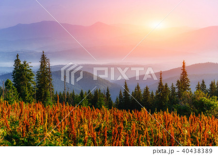 wildflowers in the mountains at sunset wildflowers in the mountains at sunset 40438389