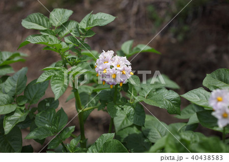 ジャガイモの花 40438583