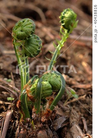 春の山菜・コゴミの発生　福島県只見町 40438816