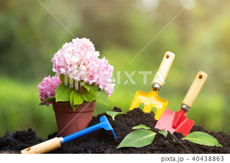 Tools garden soil and hydrangea flower in flower Tools garden soil and hydrangea flower in flower 40438863