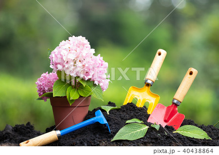 Tools garden soil and  hydrangea flower in flower  40438864