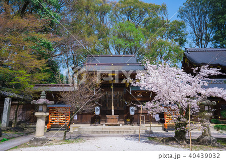 京都 今宮神社の桜 京都 今宮神社の桜 40439032