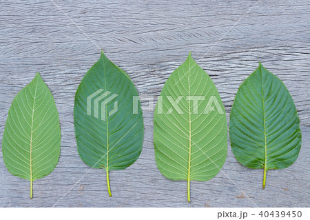 Kratom (Mitragyna speciosa) Mitragynine. Drugs and Kratom (Mitragyna speciosa) Mitragynine. Drugs and 40439450