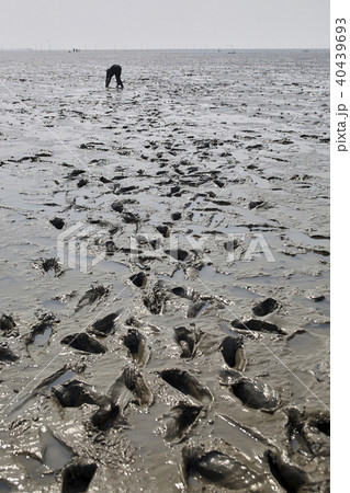 干潟 泥 海岸 40439693