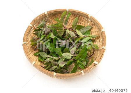 ブラックペパーミント ブラックペパーミント 40440072