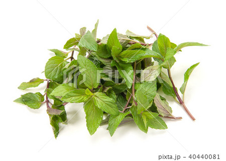 ブラックペパーミント ブラックペパーミント 40440081