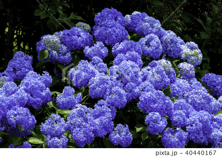 紫陽花 アジサイ 高画質写真 赤色 白色 青色の写真素材