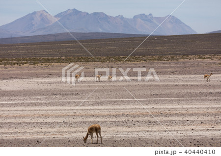 lama Vikunja (Vicugna vicugna) lama Vikunja (Vicugna vicugna) 40440410