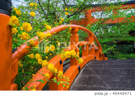 京都　下鴨神社の山吹 40440471