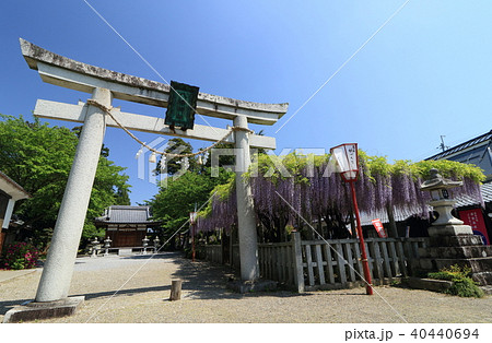滋賀県甲良町の八幡神社と満開の藤の花です 滋賀県甲良町の八幡神社と満開の藤の花です 40440694
