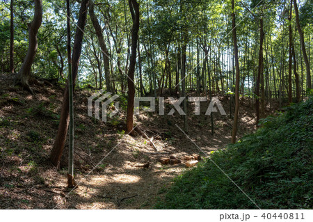小机城の空掘 小机城の空掘 40440811