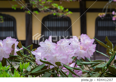 京都　南禅寺のシャクナゲの花 40441207