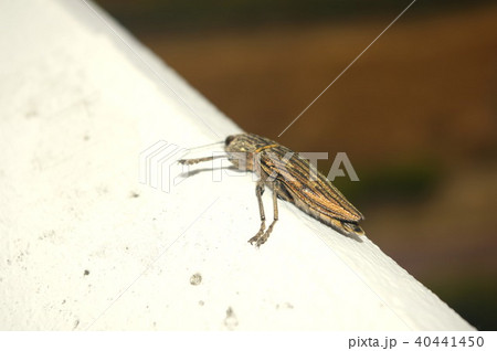 ウバタマムシ 40441450