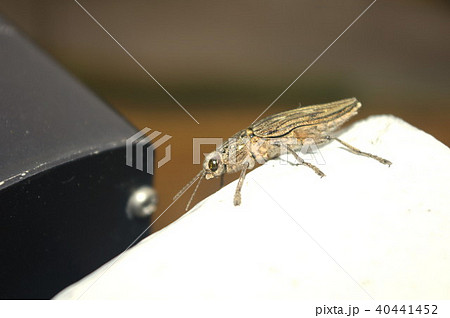 ウバタマムシ ウバタマムシ 40441452