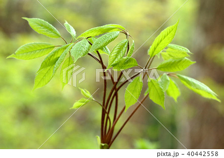 春の山菜・コシアブラの若葉　福島県只見町 40442558