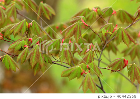ハウチワカエデの若葉　福島県只見町 40442559