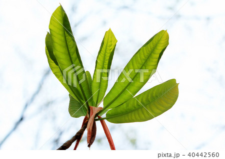 ホオノキの若葉　福島県只見町 40442560