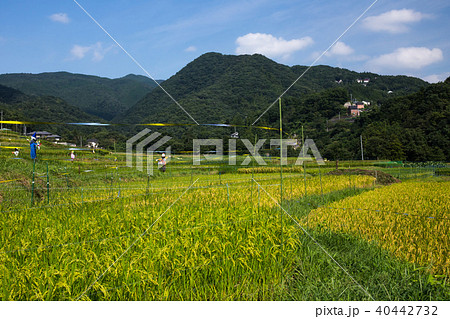 寺坂棚田 寺坂棚田 40442732