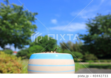 発芽したばかりのひまわり_広角レンズで撮影(屋外) 発芽したばかりのひまわり_広角レンズで撮影(屋外) 40442733