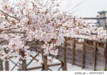錦帯橋開花標準樹 40443007