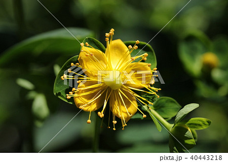 ヒペリカム 40443218