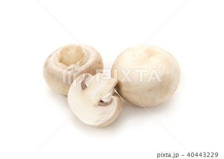 ホワイトマッシュルーム ホワイトマッシュルーム 40443229