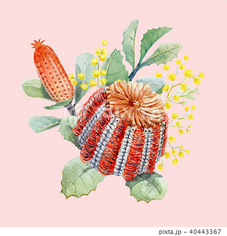 Watercolor australian banksia vector composition 40443367