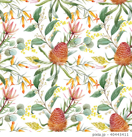 Watercolor australian banksia vector pattern 40443411