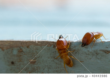 termites damage home, macro close up termites 40443986