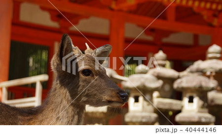 奈良 春日大社の鹿 奈良 春日大社の鹿 40444146