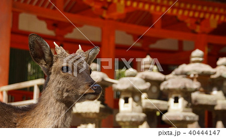奈良 春日大社の鹿 奈良 春日大社の鹿 40444147