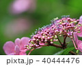 ピンクの紫陽花 40444476