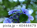 紫陽花と玉ボケ 40444479